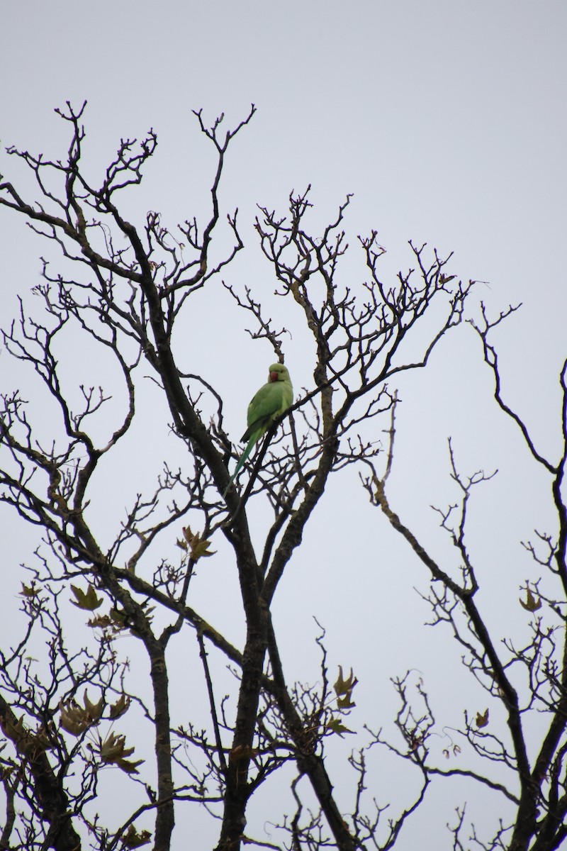 Rose-ringed Parakeet - ML643337837
