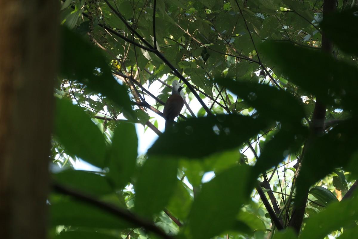 White-crested Laughingthrush - ML643337838