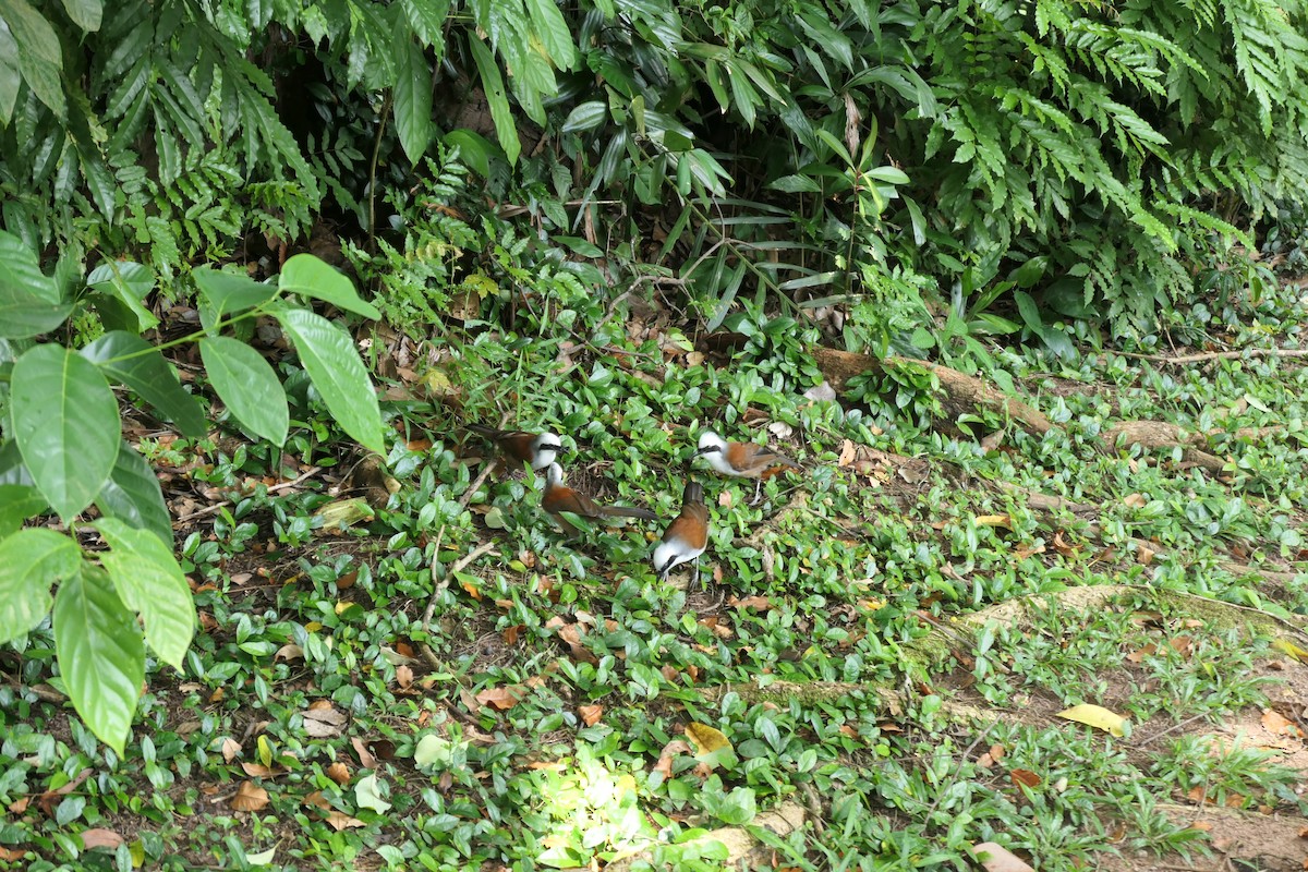 White-crested Laughingthrush - ML643337848