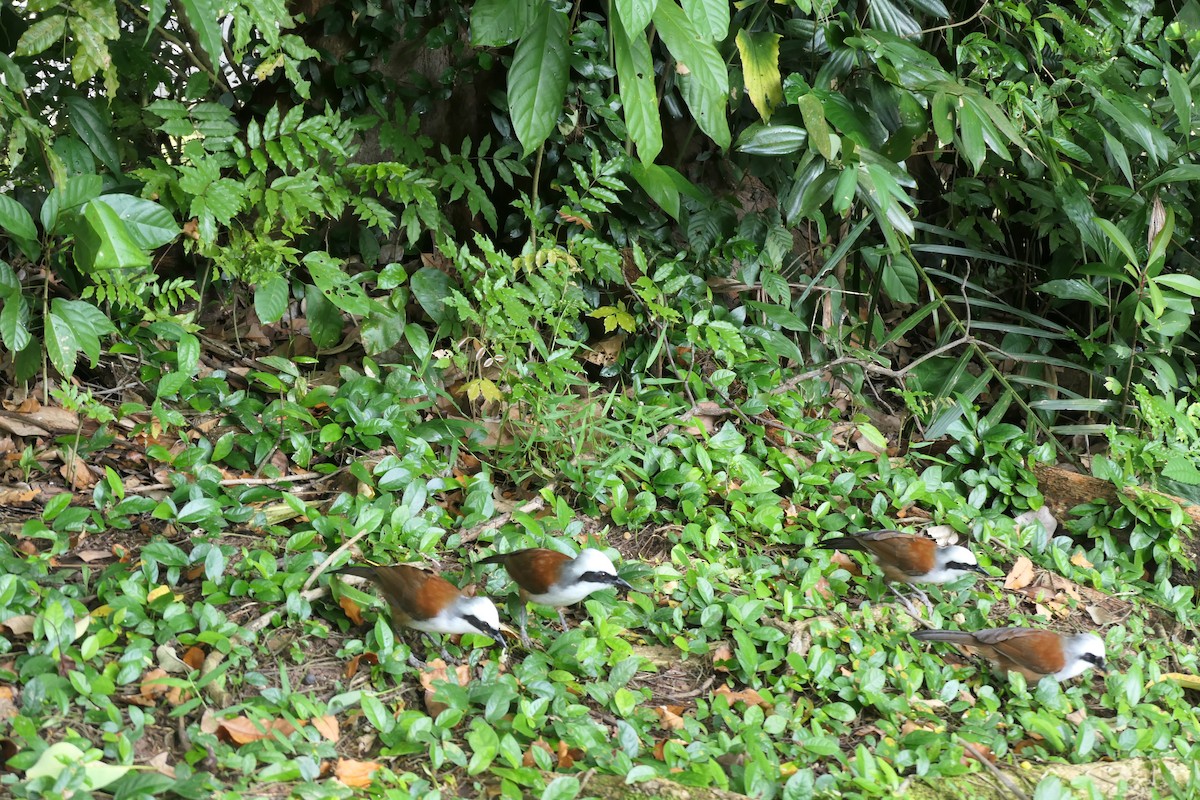 White-crested Laughingthrush - ML643337849
