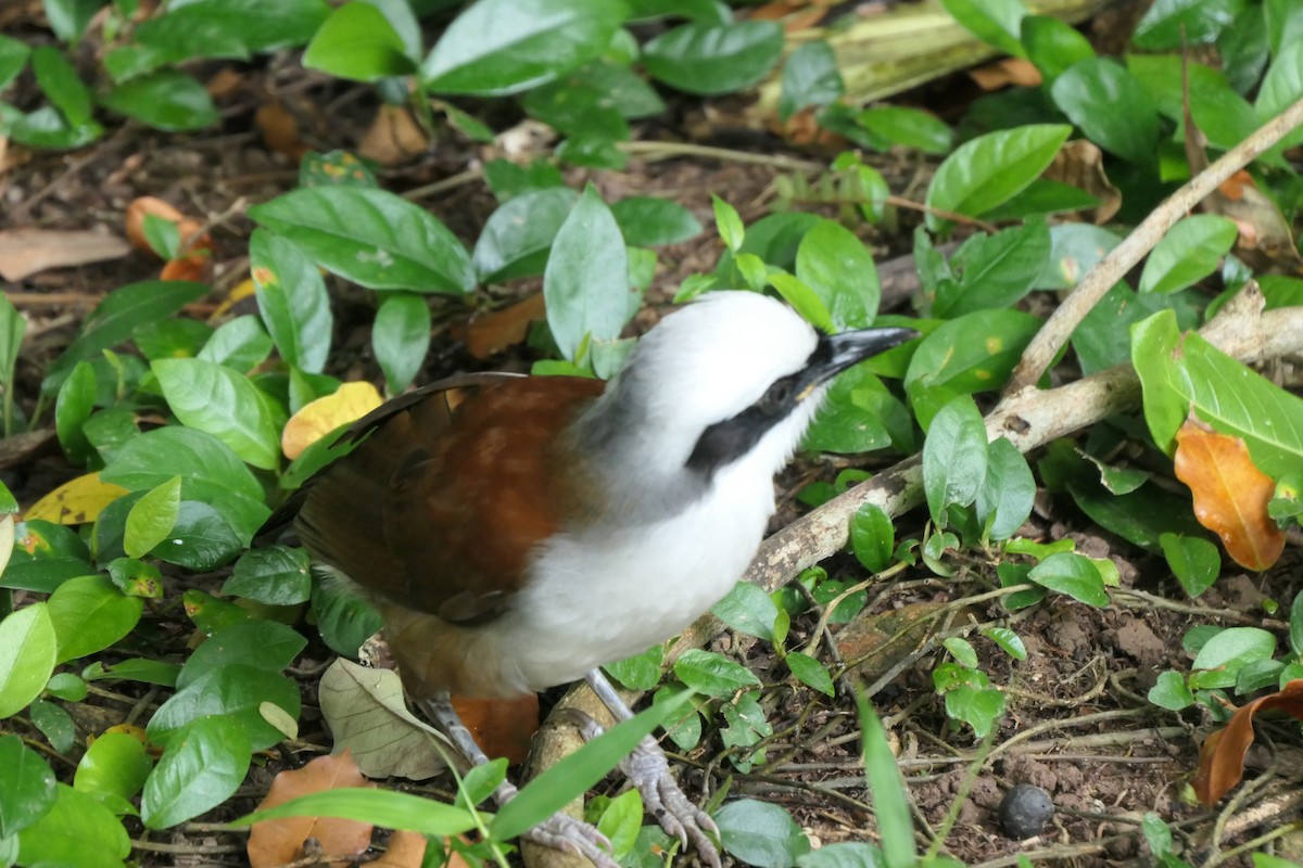 White-crested Laughingthrush - ML643337852