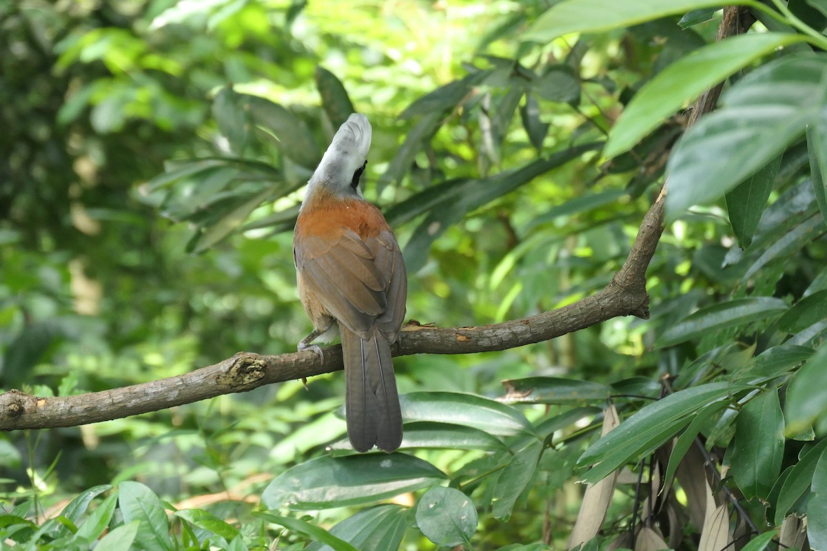 White-crested Laughingthrush - ML643337853