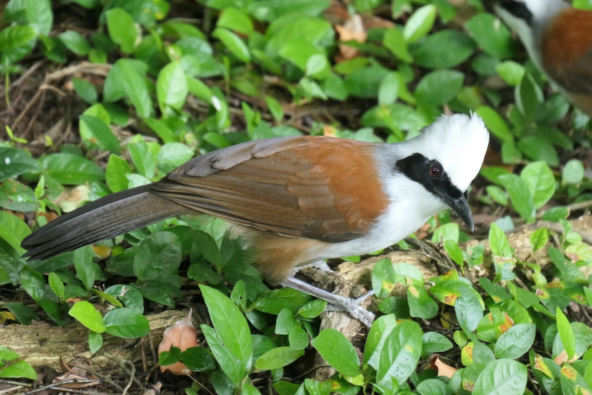 White-crested Laughingthrush - ML643337854