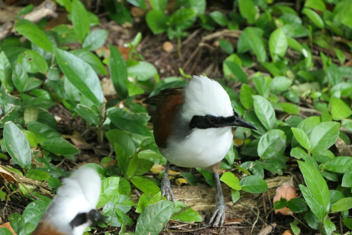 White-crested Laughingthrush - ML643337855