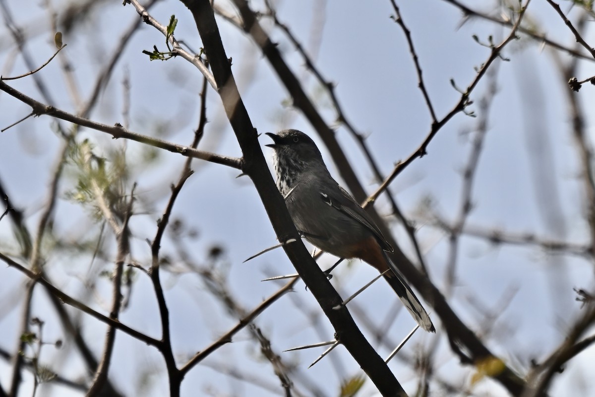 Chestnut-vented Warbler - ML643337858