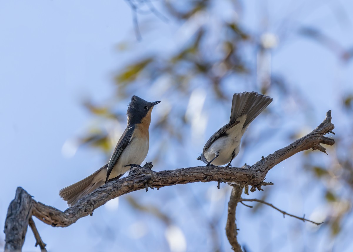 Leaden Flycatcher - ML643337864