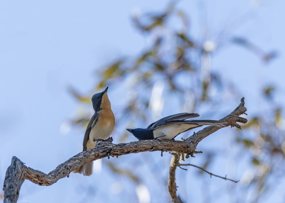 Leaden Flycatcher - ML643337865