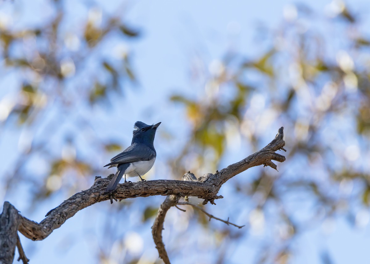 Leaden Flycatcher - ML643337866