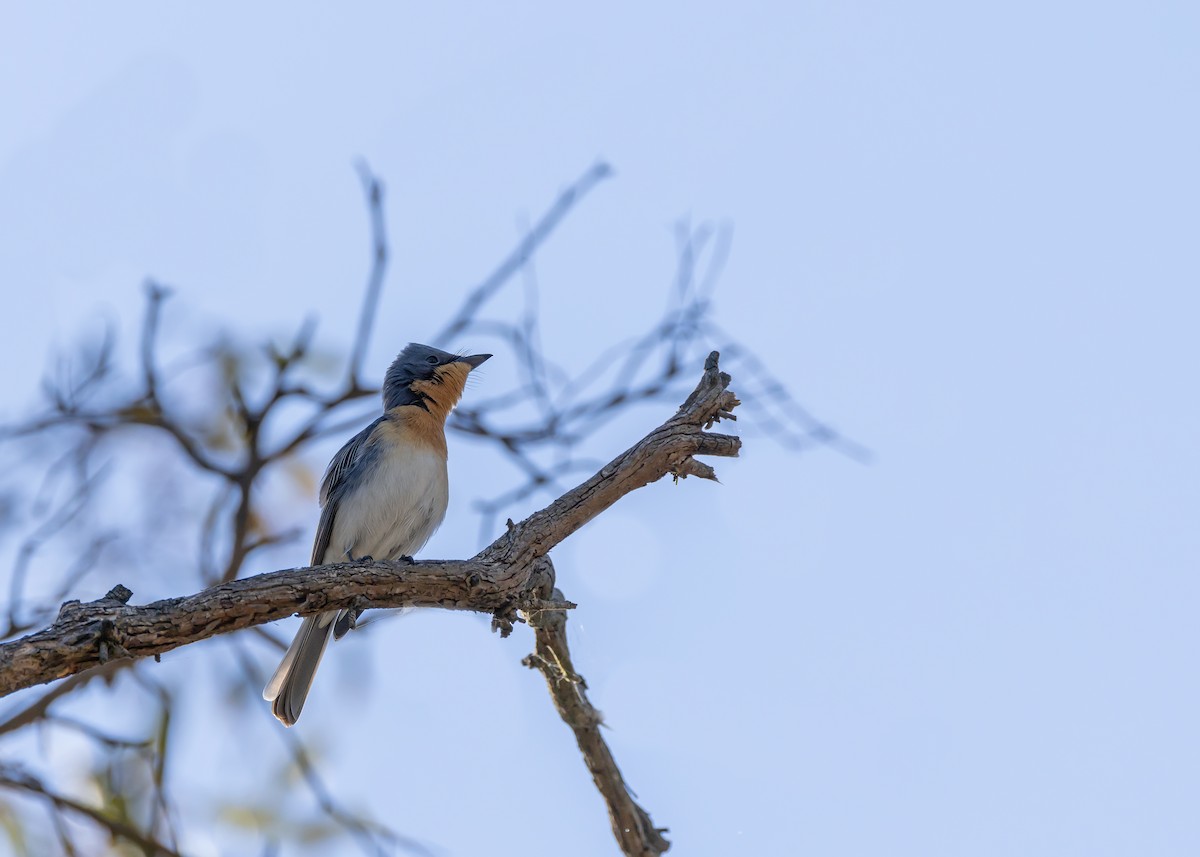 Leaden Flycatcher - ML643337867