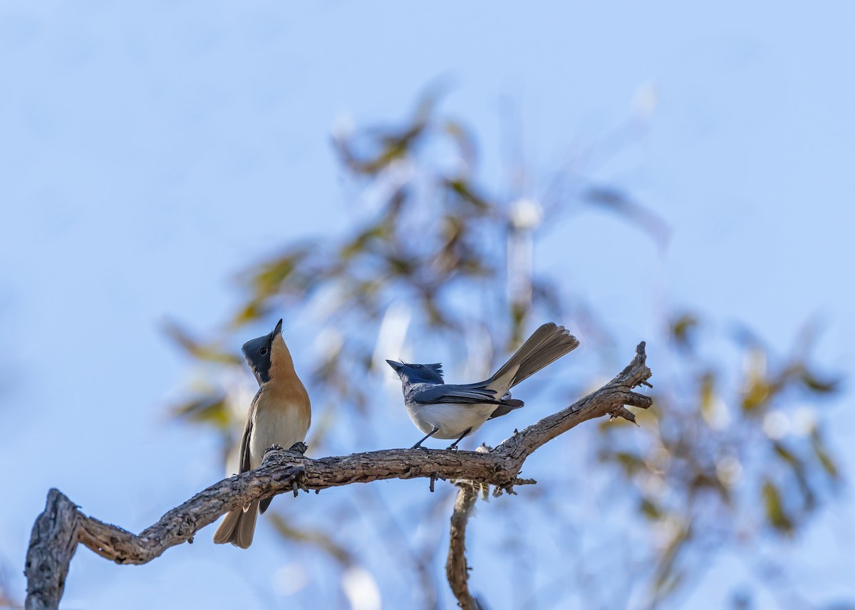 Leaden Flycatcher - ML643337868