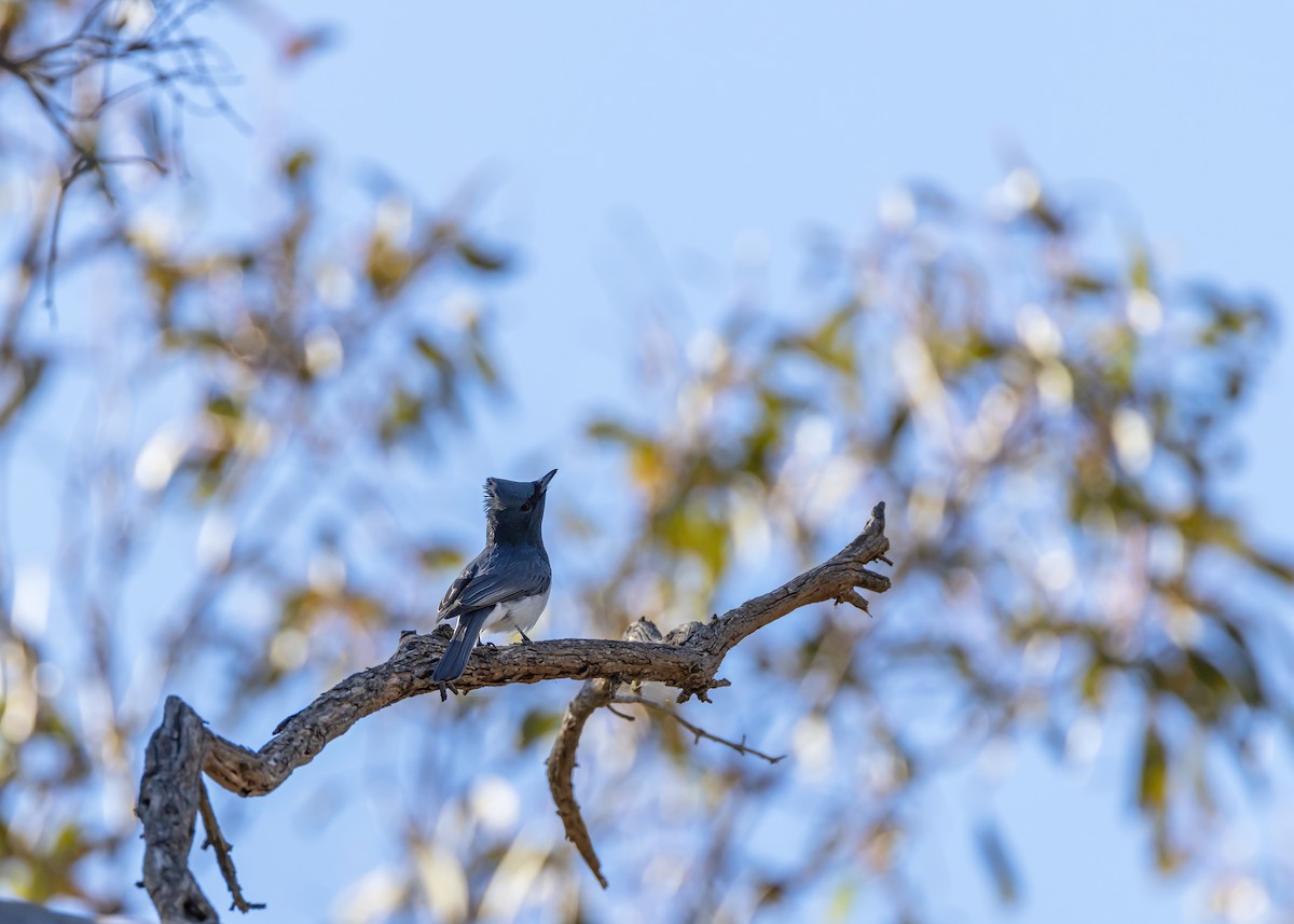 Leaden Flycatcher - ML643337869
