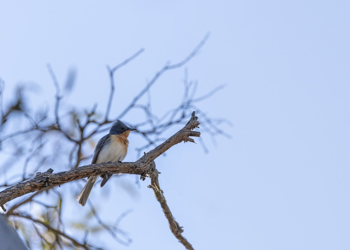 Leaden Flycatcher - ML643337870