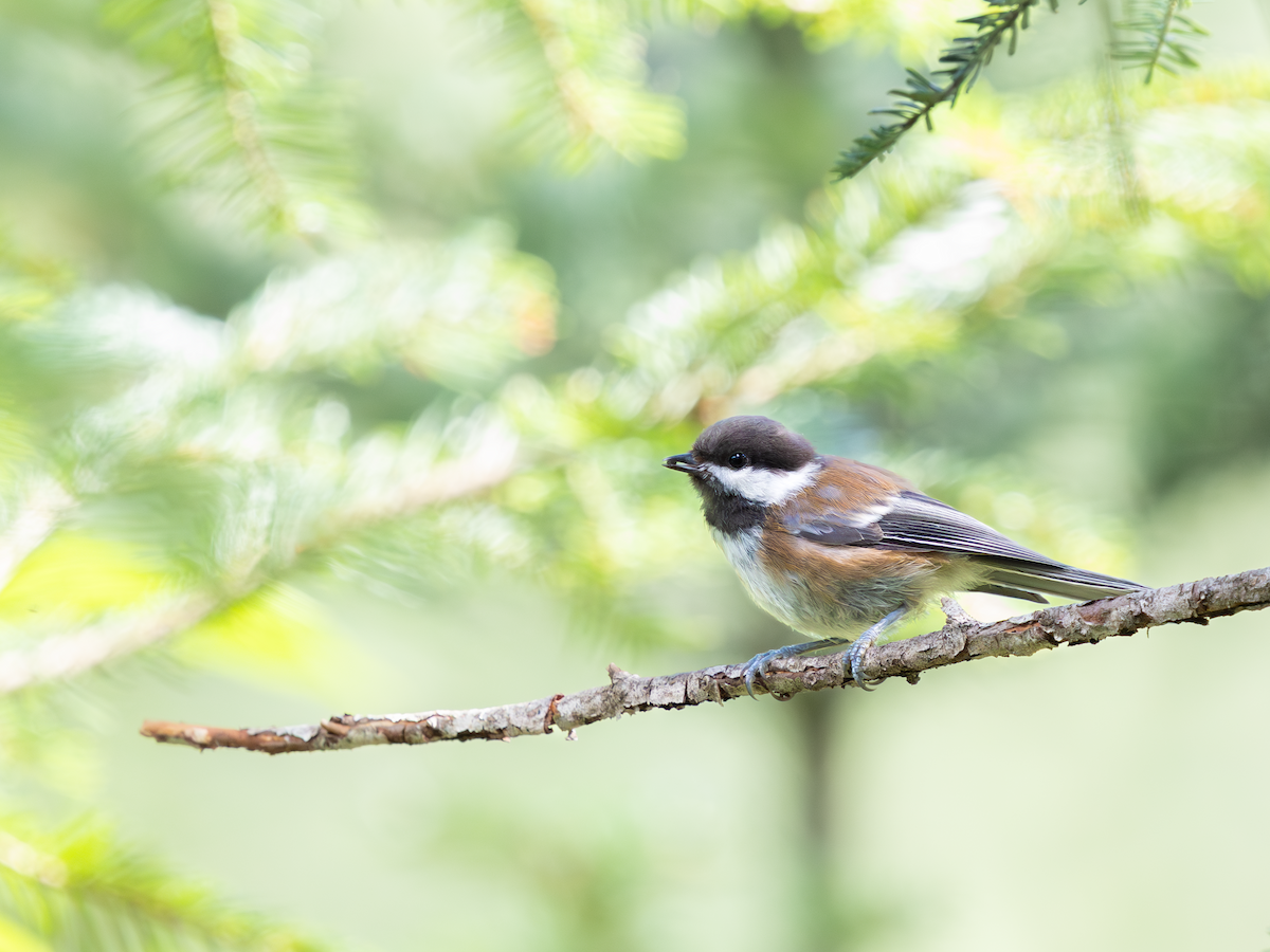Chestnut-backed Chickadee - ML643337880