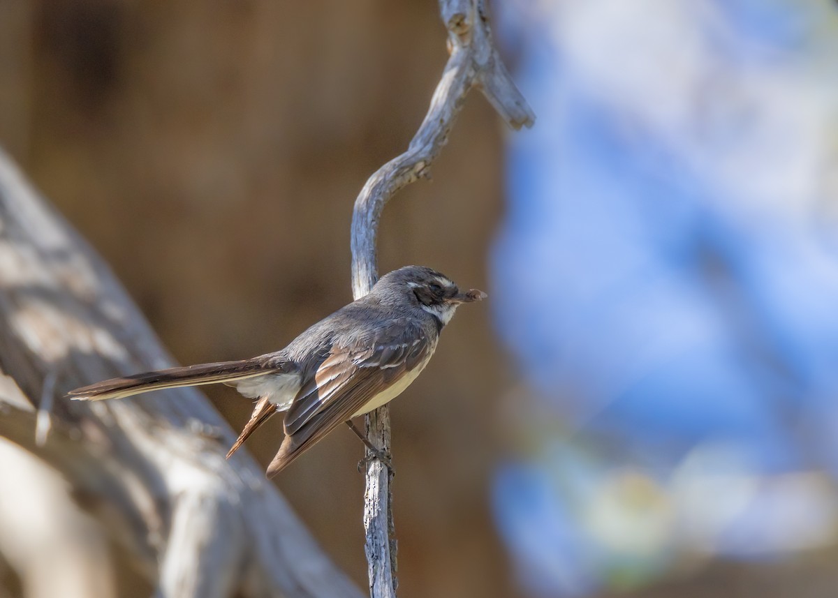 Gray Fantail - ML643337884