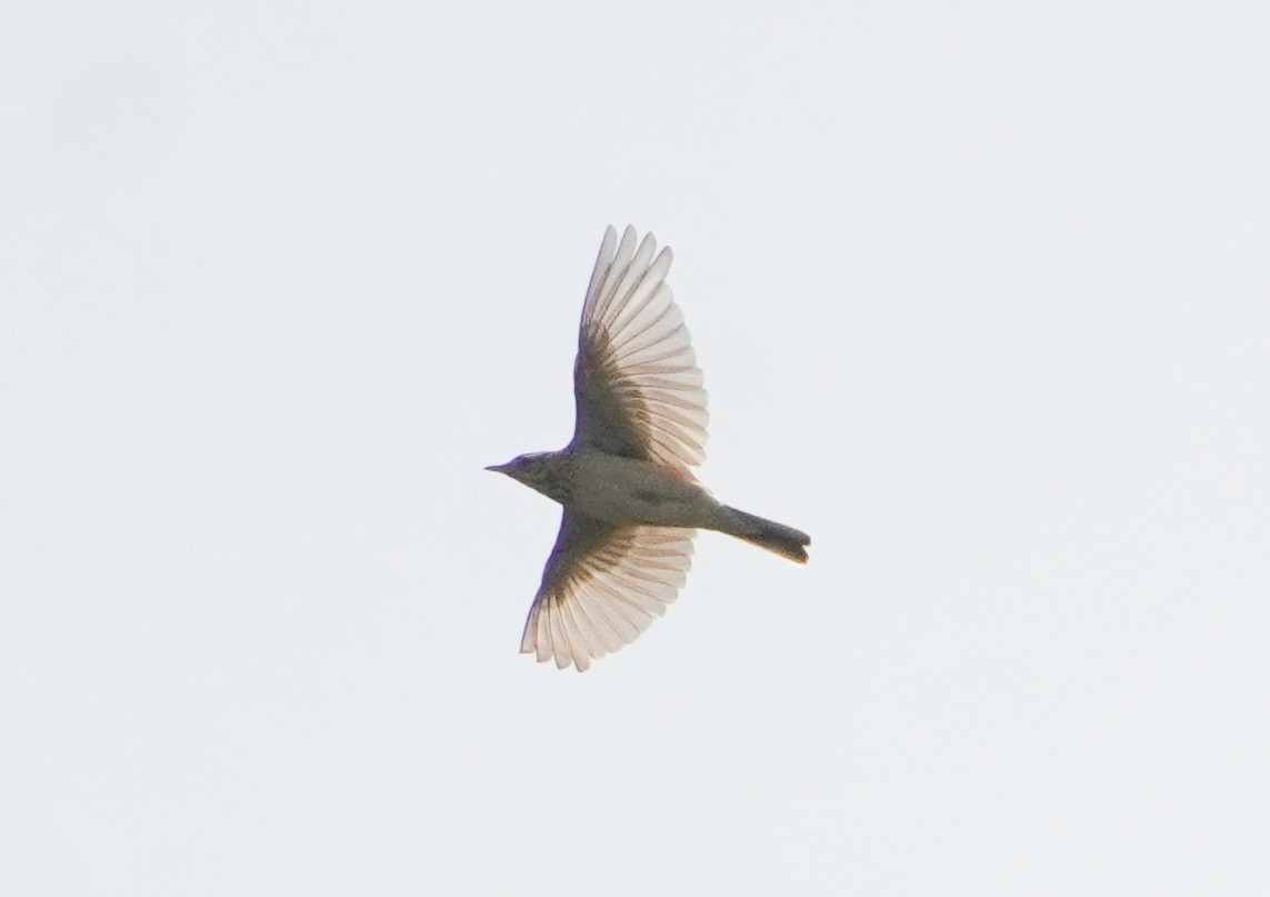 Blyth's Pipit - ML643337890
