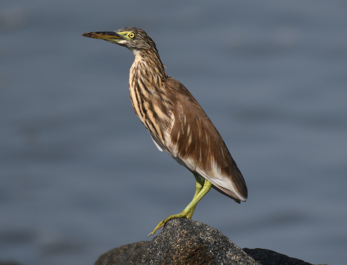 Indian Pond-Heron - ML643337891