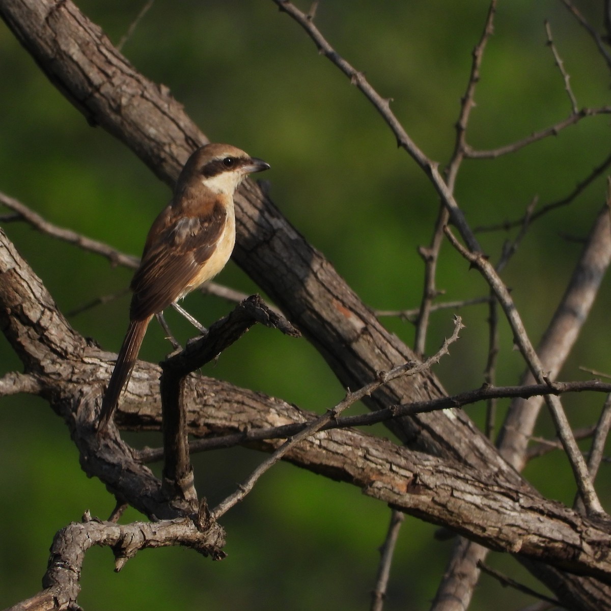 Long-tailed Shrike - ML643337892