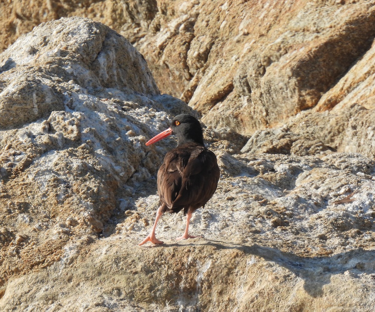 Black Oystercatcher - ML643337894