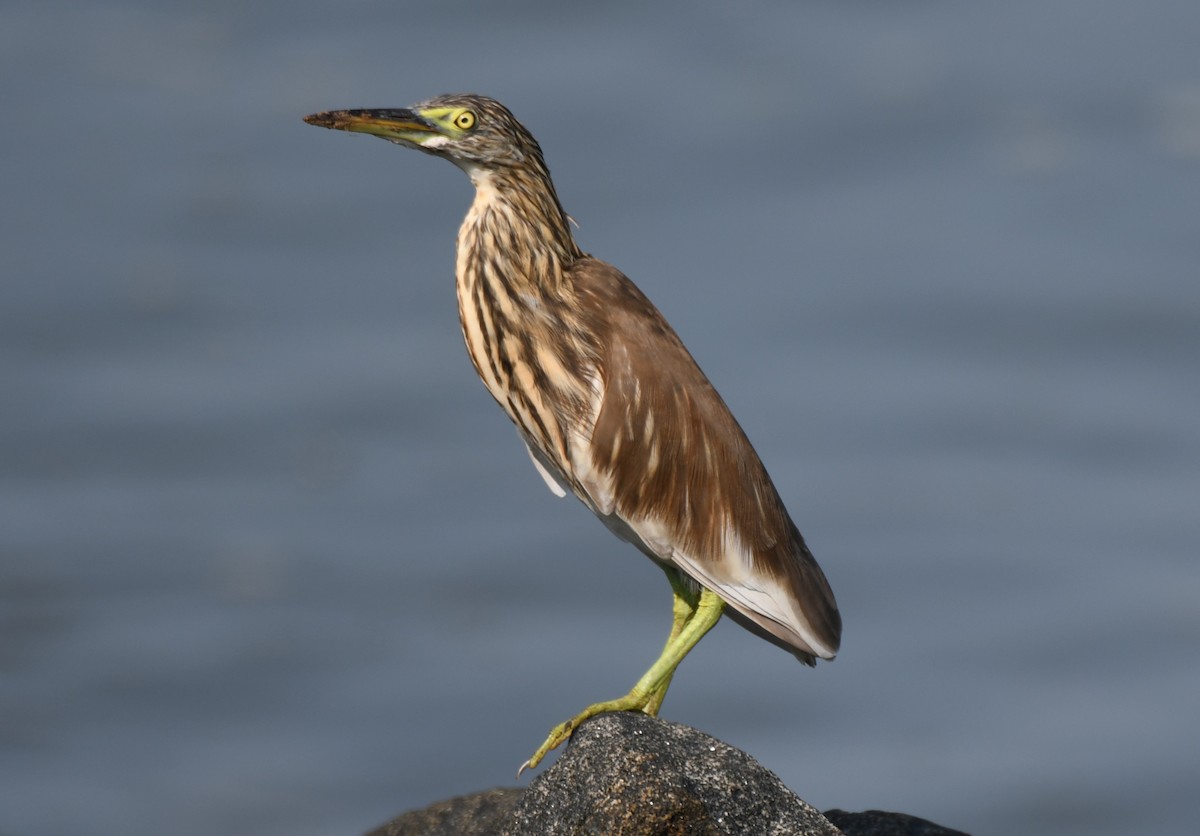 Indian Pond-Heron - ML643337897