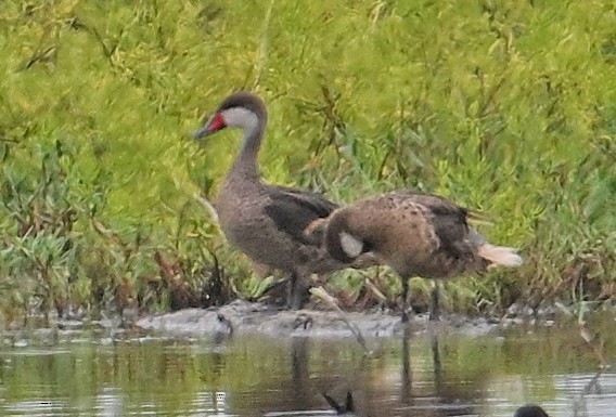 White-cheeked Pintail - ML643337898