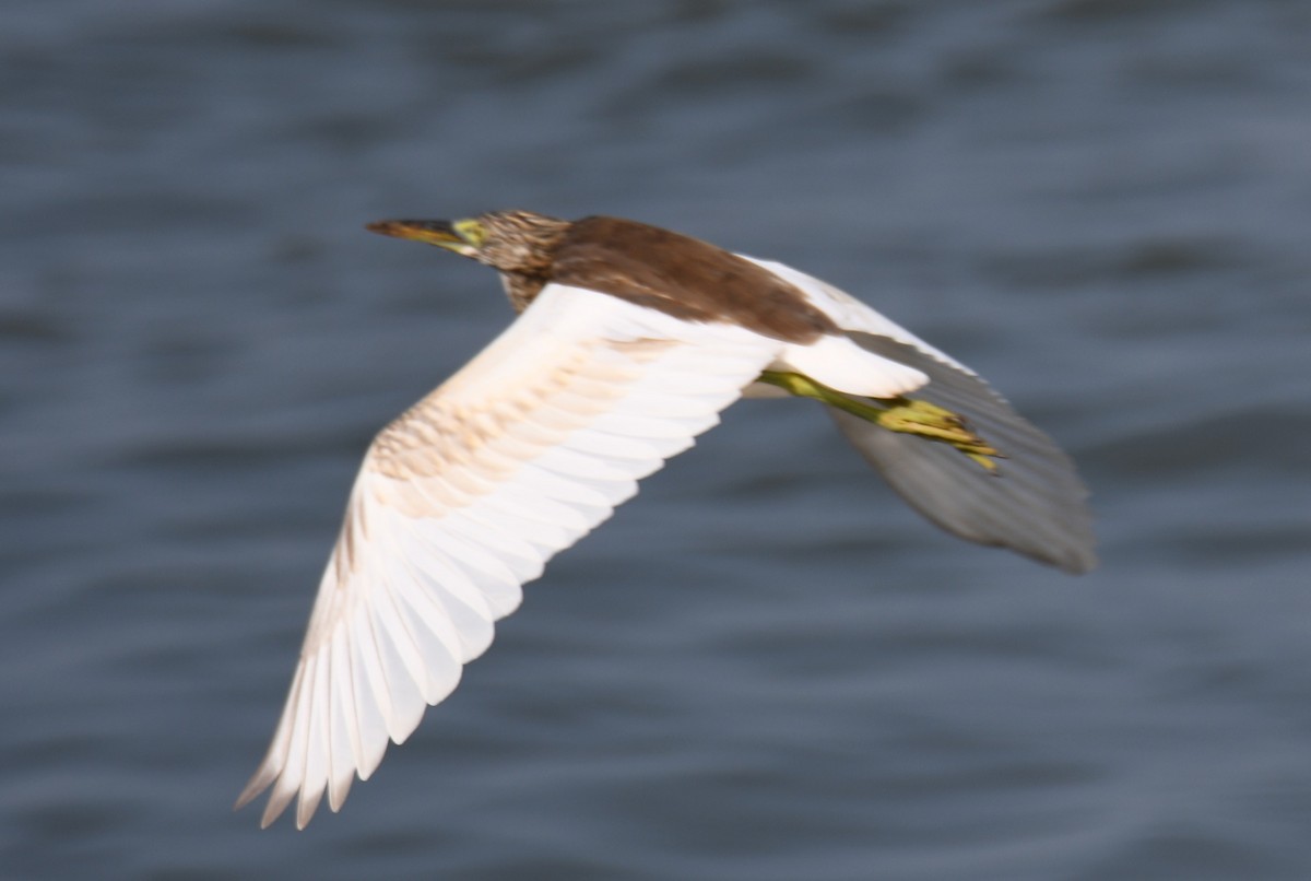 Indian Pond-Heron - ML643337899