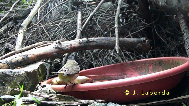 Western Bonelli's Warbler - ML643337900