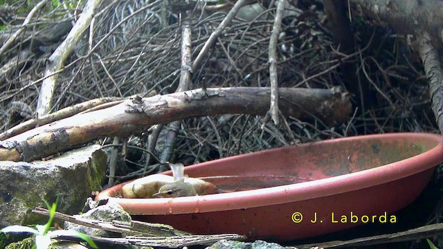 Western Bonelli's Warbler - ML643337901