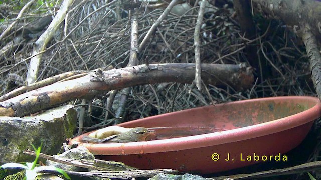 Western Bonelli's Warbler - ML643337902