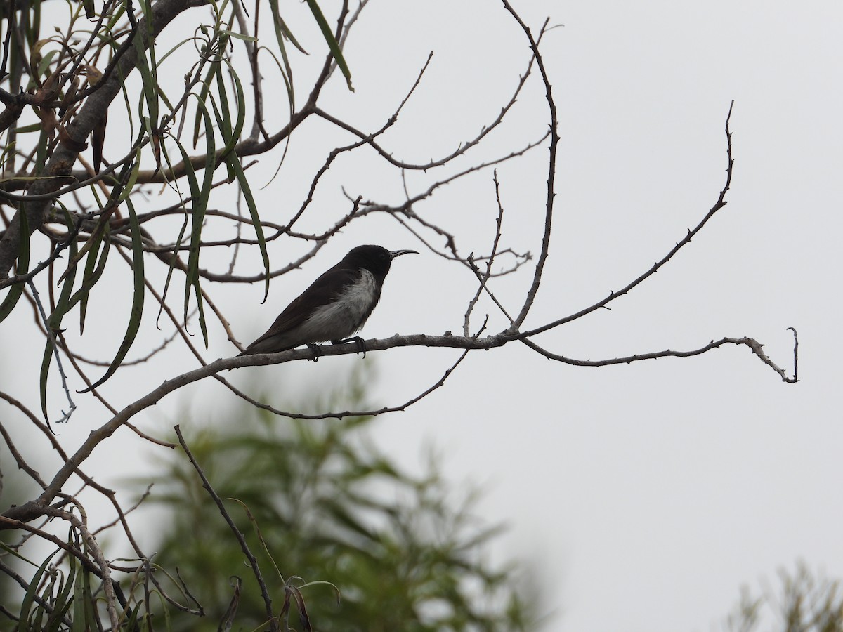 Black Honeyeater - ML643337908