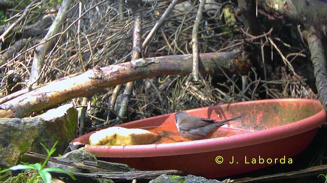 Sardinian Warbler - ML643337910