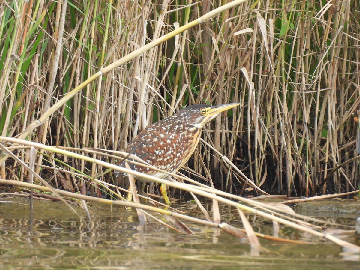 Schrenck's Bittern - ML643337912
