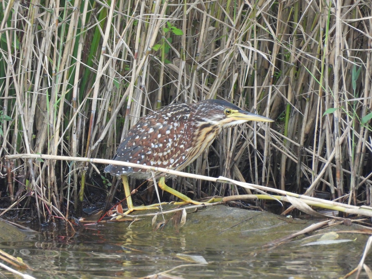Schrenck's Bittern - ML643337913