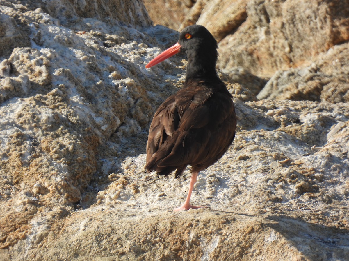 Black Oystercatcher - ML643337914