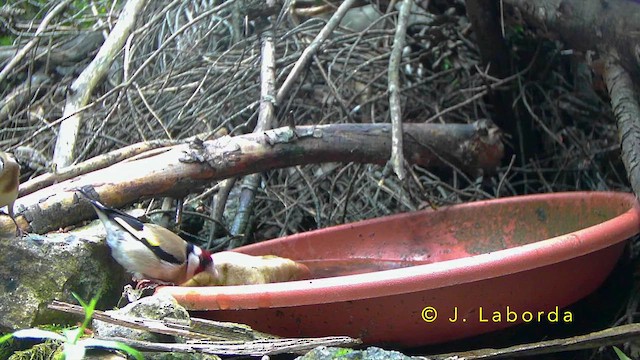 European Goldfinch - ML643337915