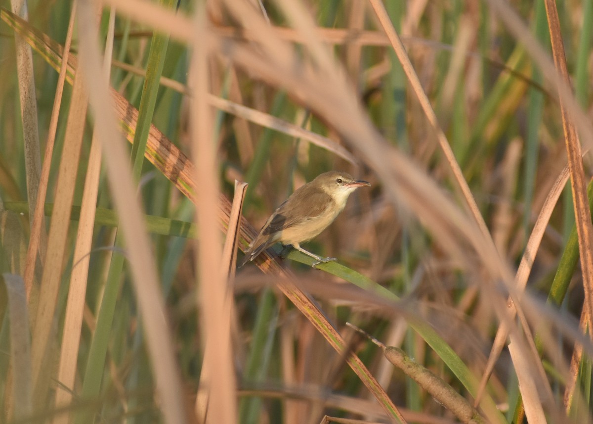 Clamorous Reed Warbler - ML643337917