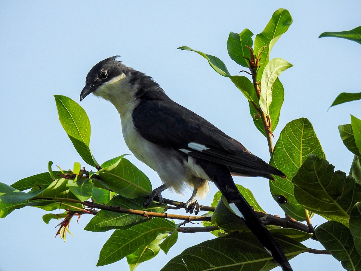 Pied Cuckoo - ML643337918