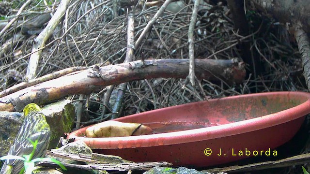 European Serin - ML643337919