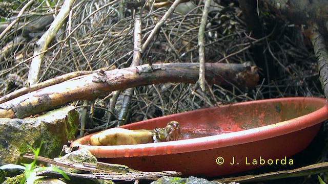 European Serin - ML643337920