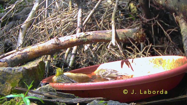 European Serin - ML643337922