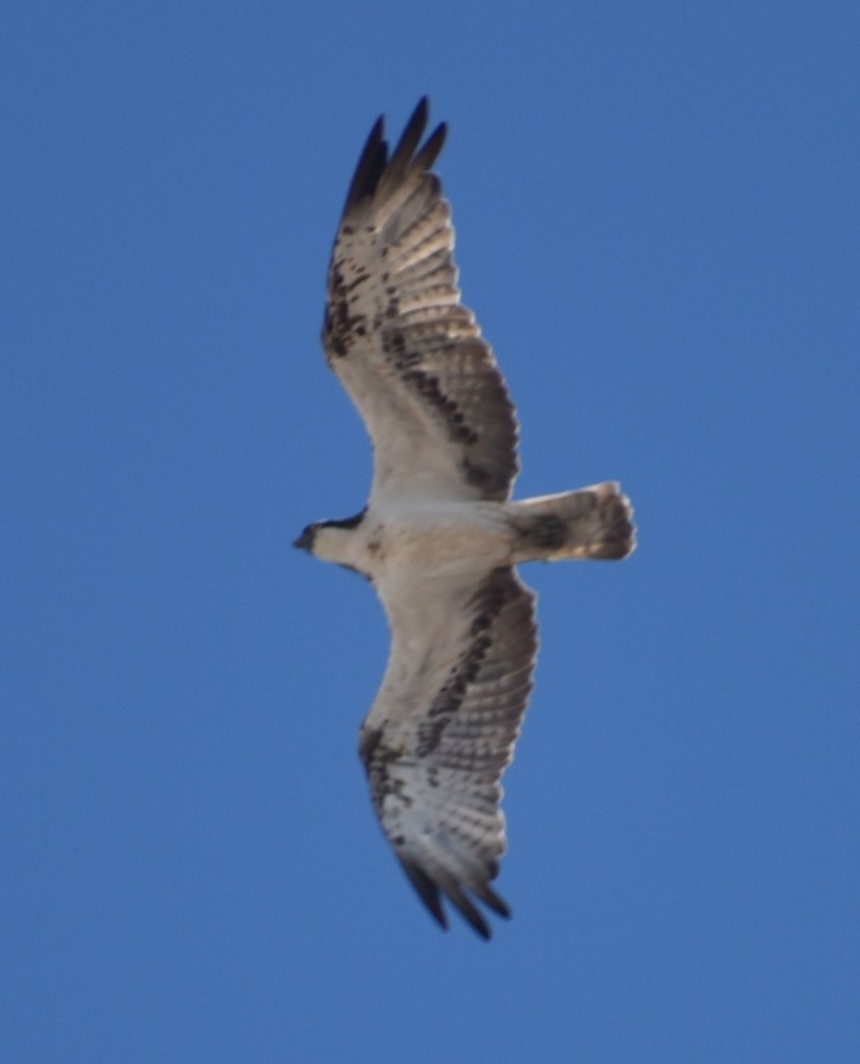 Osprey - ML643337923