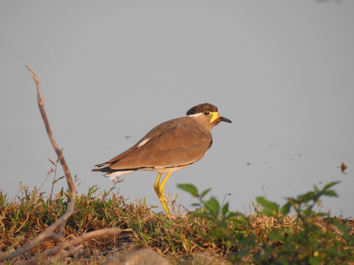 Yellow-wattled Lapwing - ML643337924
