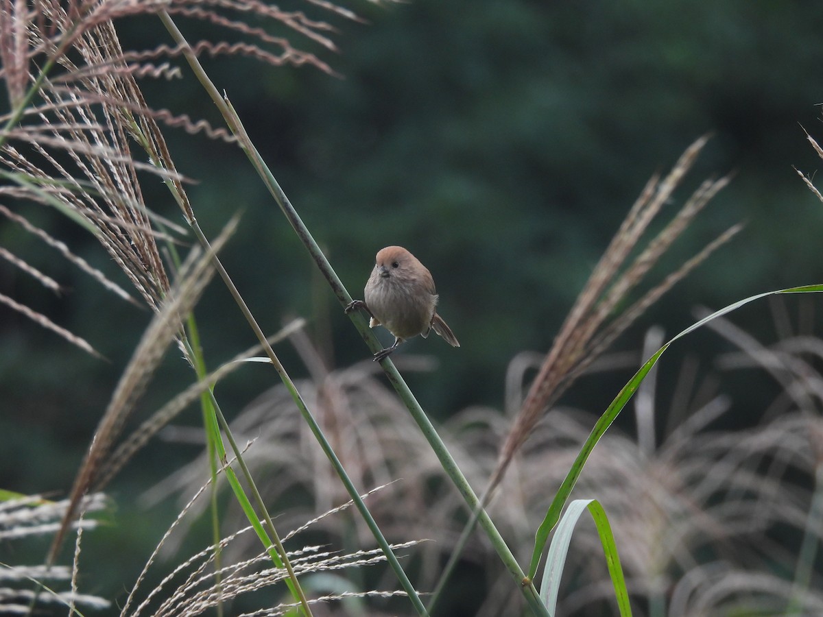 Vinous-throated Parrotbill - ML643337926