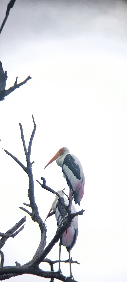 Painted Stork - ML643337972