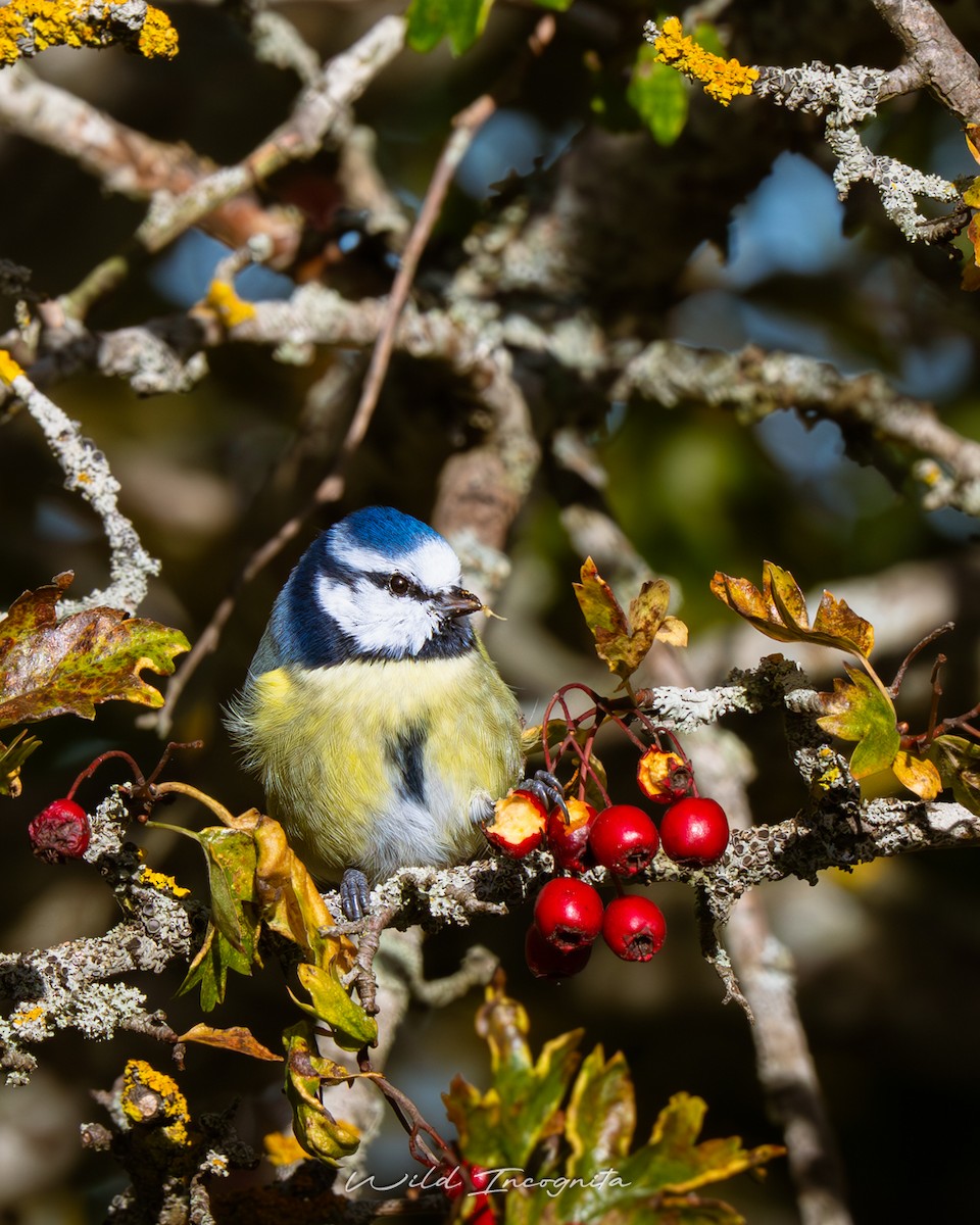 Eurasian Blue Tit - ML643337978