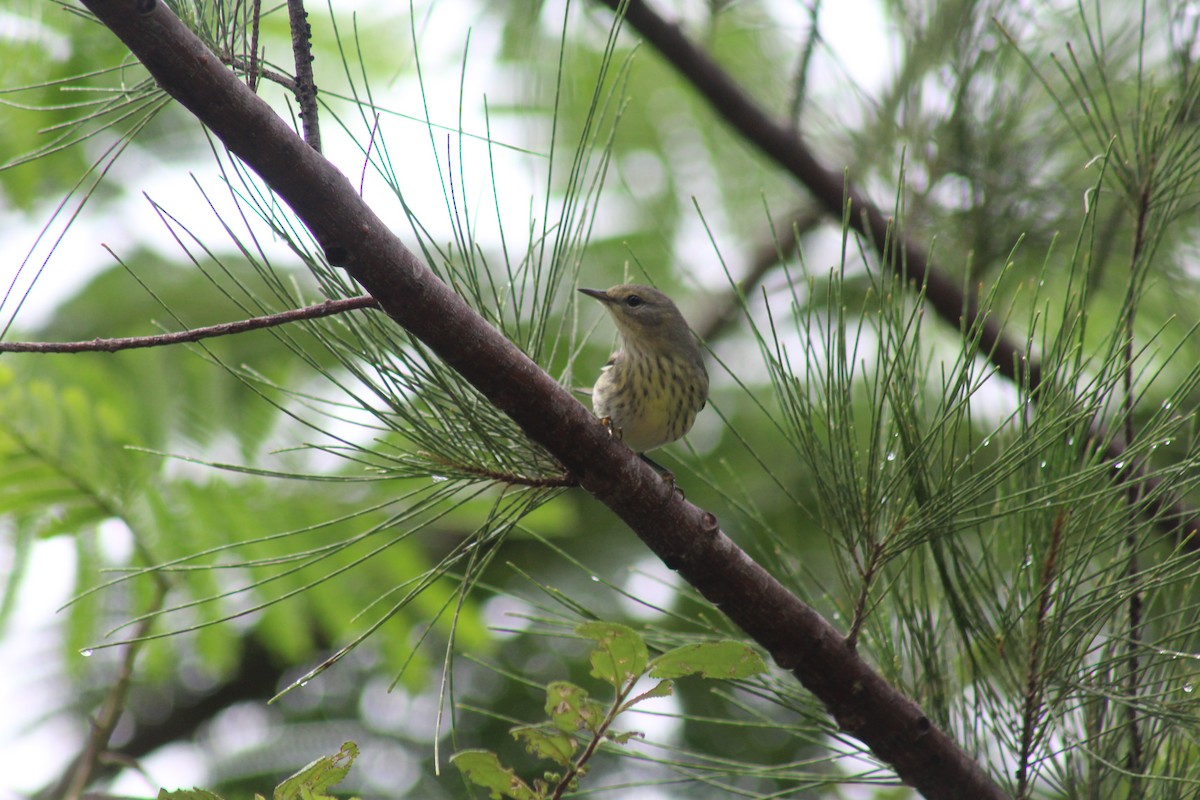 Cape May Warbler - ML643337989
