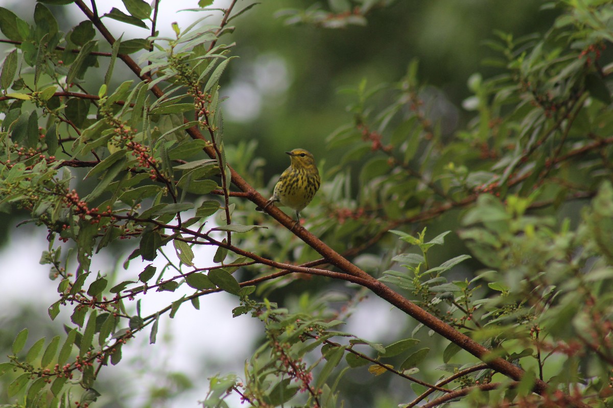 Cape May Warbler - ML643337990