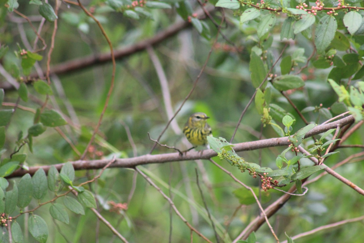 Cape May Warbler - ML643337992