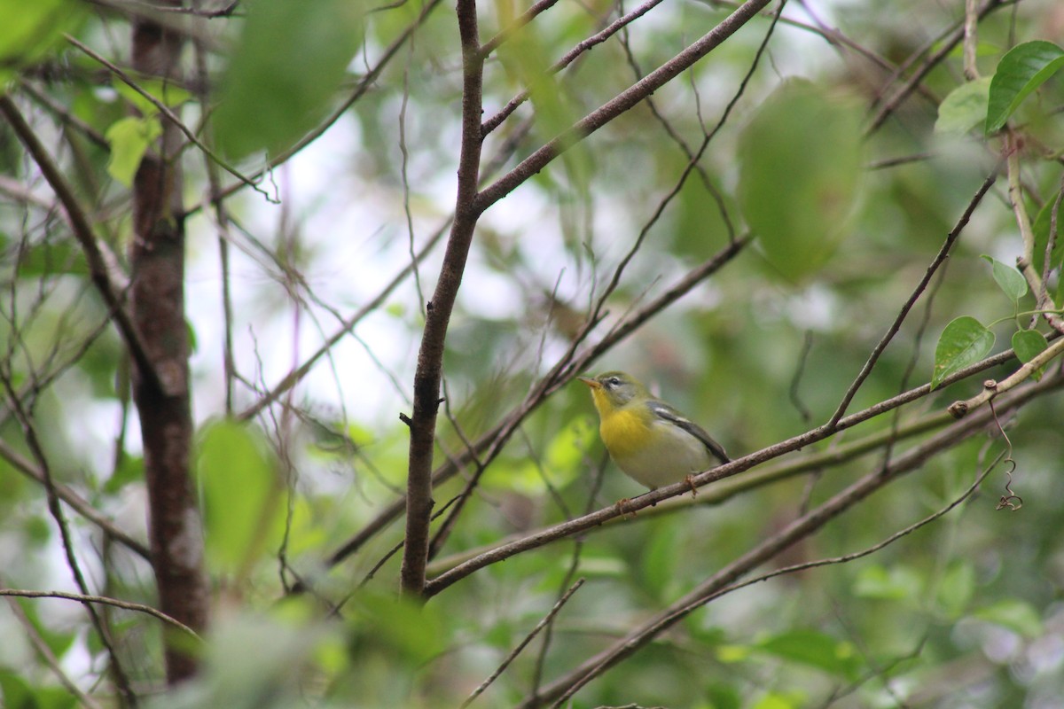 Northern Parula - ML643337997