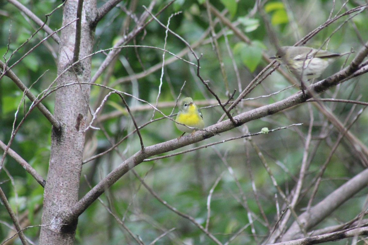 Northern Parula - ML643337998