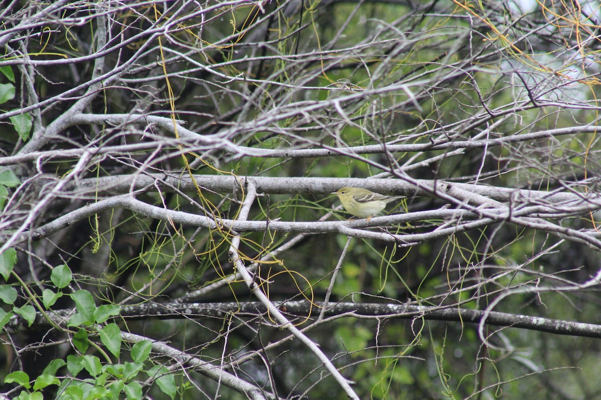 Blackpoll Warbler - ML643338000